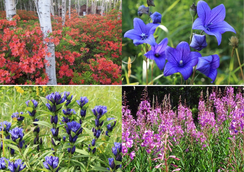 REWILD ZEKKEI GLAMPING RESORT／画像提供：信光オールウェイズ