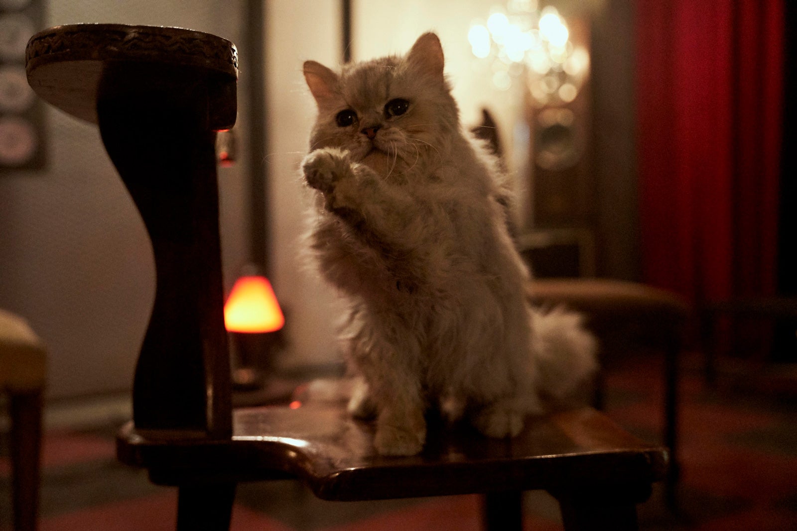 ビーツ（C）2022『真夜中乙女戦争』製作委員会