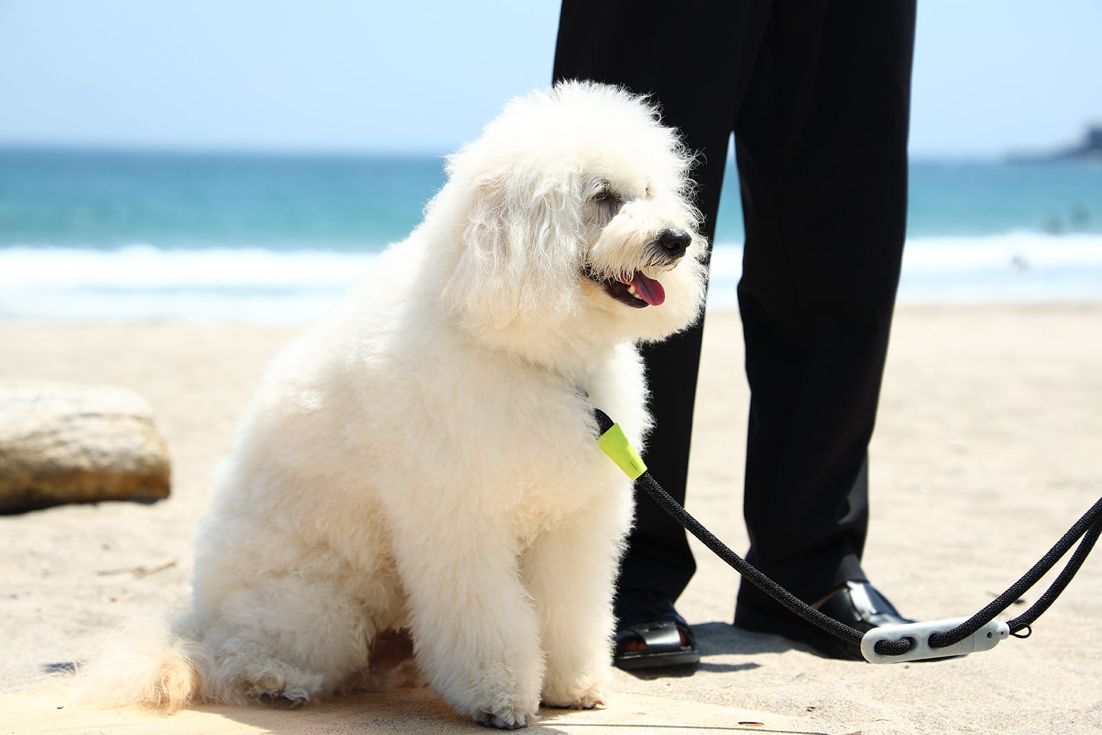 「初恋DOGs」第3話（C）TBS