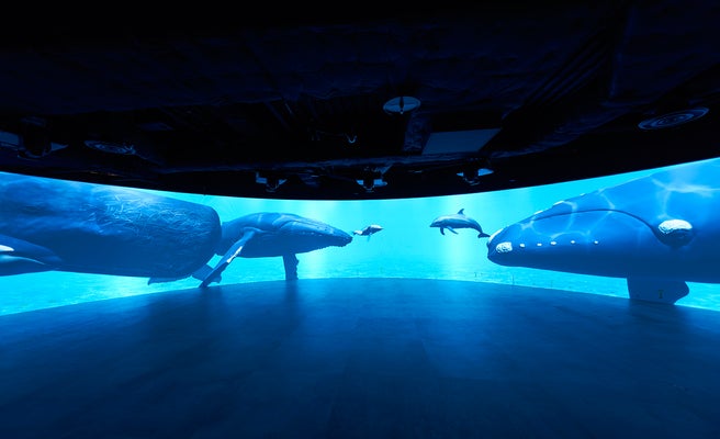 カワスイ 川崎水族館 世界の水辺環境を再現 生きもの約230種展示 女子旅プレス
