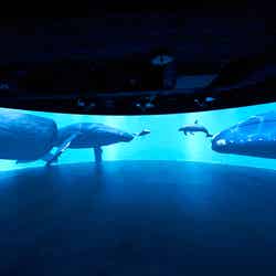 カワスイ 川崎水族館／パノラマスクリーンゾーン／画像提供：アクア・ライブ・インベストメント