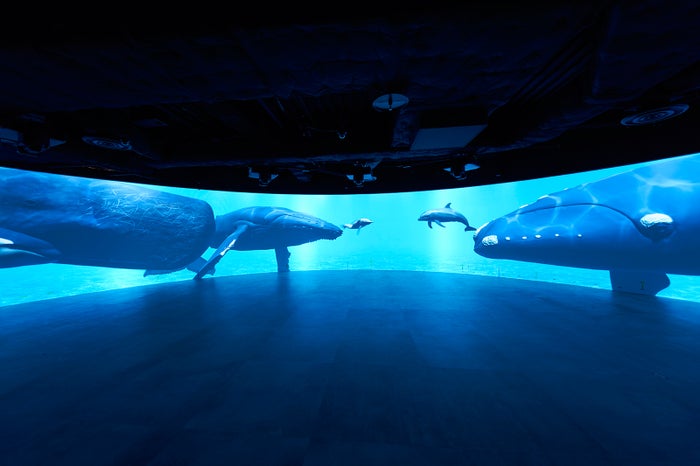 カワスイ 川崎水族館／パノラマスクリーンゾーン／画像提供：アクア・ライブ・インベストメント