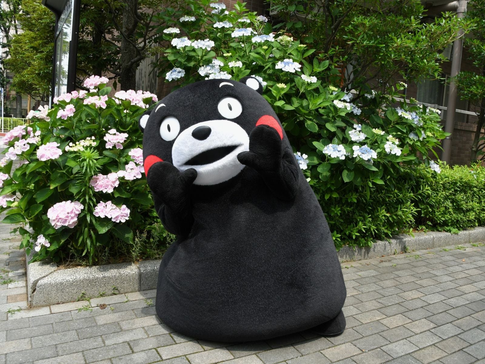 あじさいよりかわいいボク=6月13日、東京都文京区