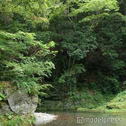 ミューの森(C)モデルプレス