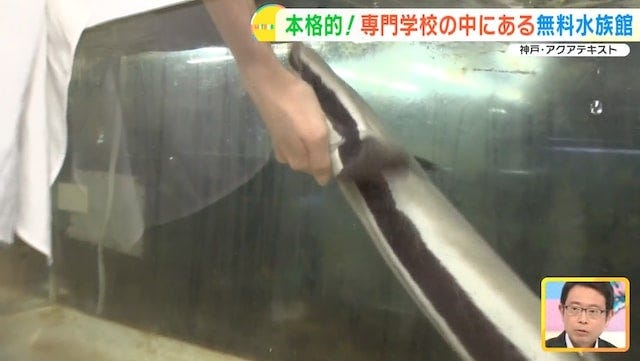 【兵庫】大人も子どもも無料で楽しめる！学校内にある「穴場の水族館」