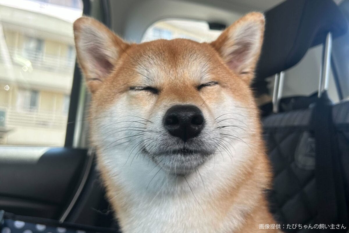 柴犬のたびちゃん