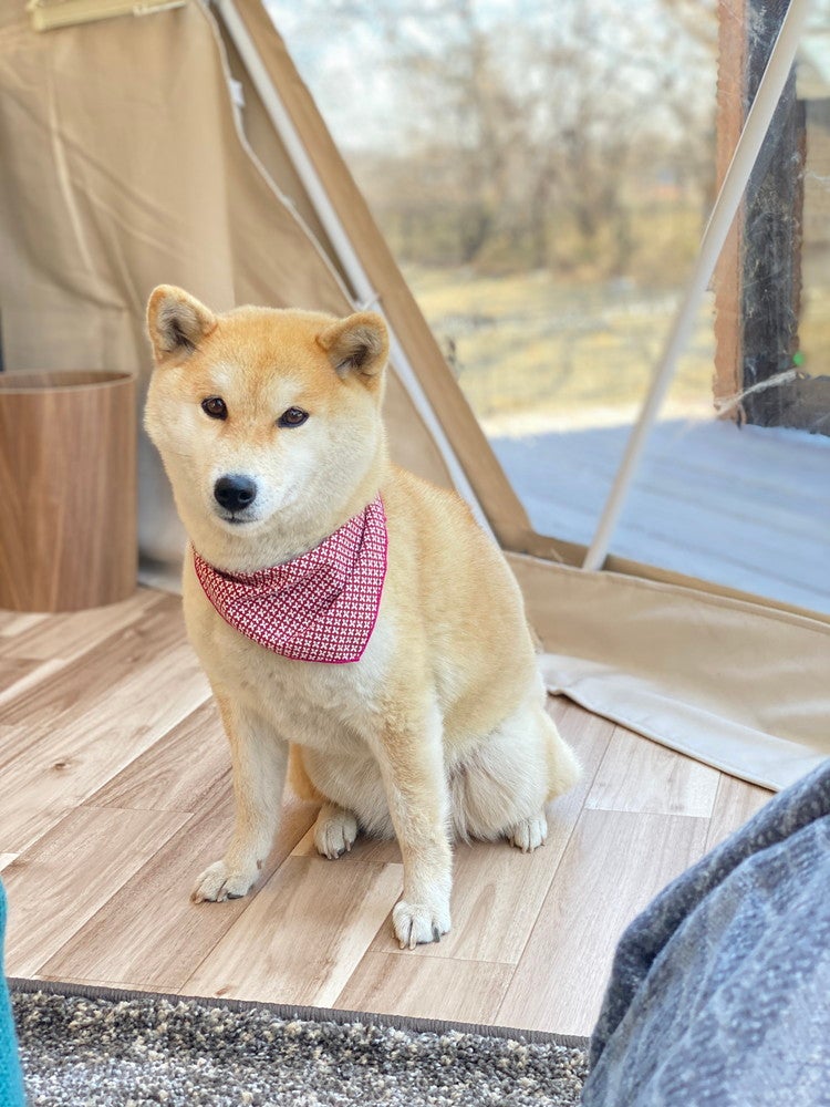 那須ハミルの森GlampingResort＆Terrace／画像提供：HAMIRU