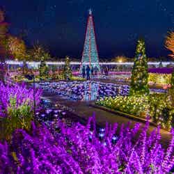 光の花の庭~Flower Fantasy~/画像提供:足利フラワーリゾート