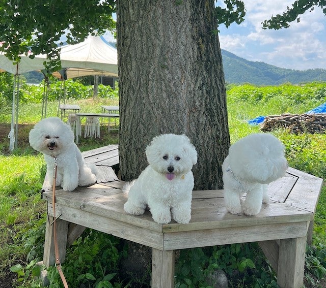 わんちゃんも大喜び♡ 大阪・滋賀でみつけた「愛犬同伴OKのおしゃれなお店」3選