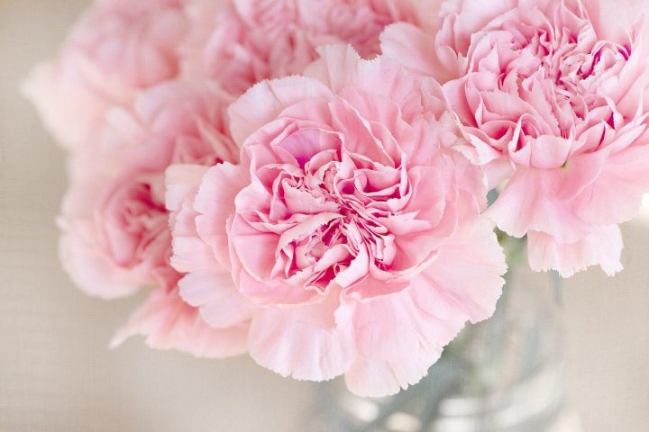 尊敬 の意味をもつ花言葉18選 感謝の気持ちも伝わる贈り物に最適な花達 モデルプレス 尊敬 の意味をもつ花言葉18選 感謝の気持ちも伝わる贈り物に最適な花達 モデルプレス