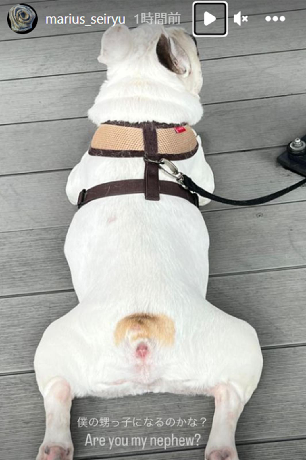 マリウス葉さんInstagramストリーズより
