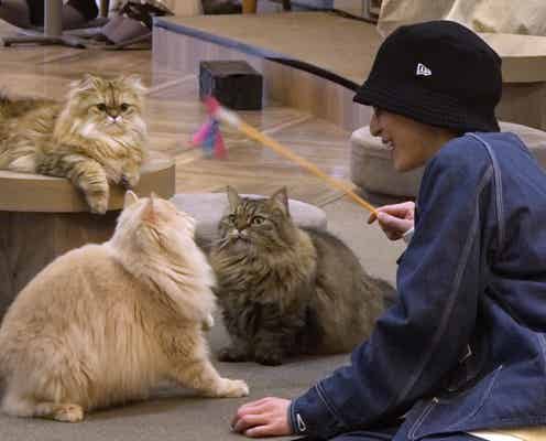 Snow Man佐久間大介、猫カフェに突如登場 居合わせた客が感涙