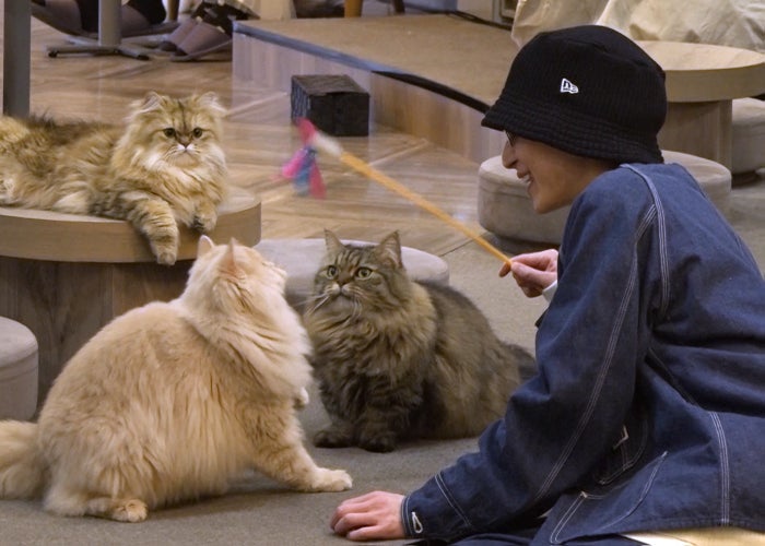 Snow Man佐久間大介、猫カフェに突如登場 居合わせた客が感涙