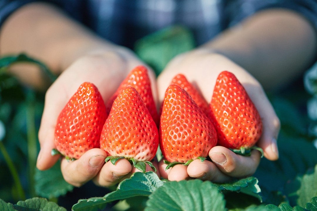 スカイベリー／画像提供：株式会社 横浜赤レンガ