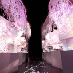 零れ桜/画像提供:株式会社 横浜八景島