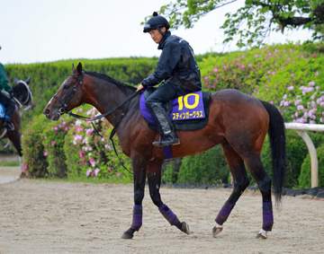【天皇賞】スティンガーグラス出走回避 歩様に違和感