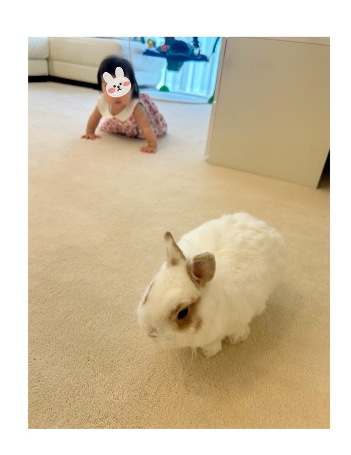 安めぐみオフィシャルブログより