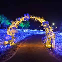 花と光のムーブメント/提供画像