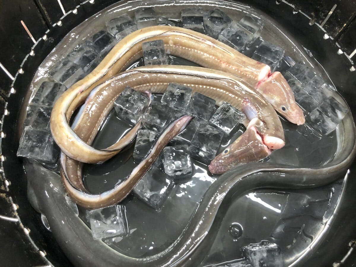 うなぎと穴子の見た目の違い（上のうす茶色の2匹は穴子、下の黒い1匹はうなぎ）