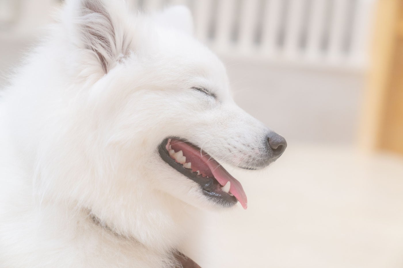 Samoyed Lounge moffu/提供画像