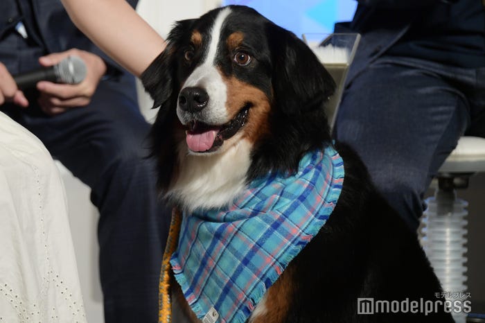 「リベンジ・スパイ」に登場するジャック(ボナ)(C)モデルプレス