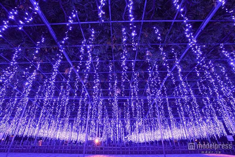 大藤／画像提供：足利フラワーリゾート