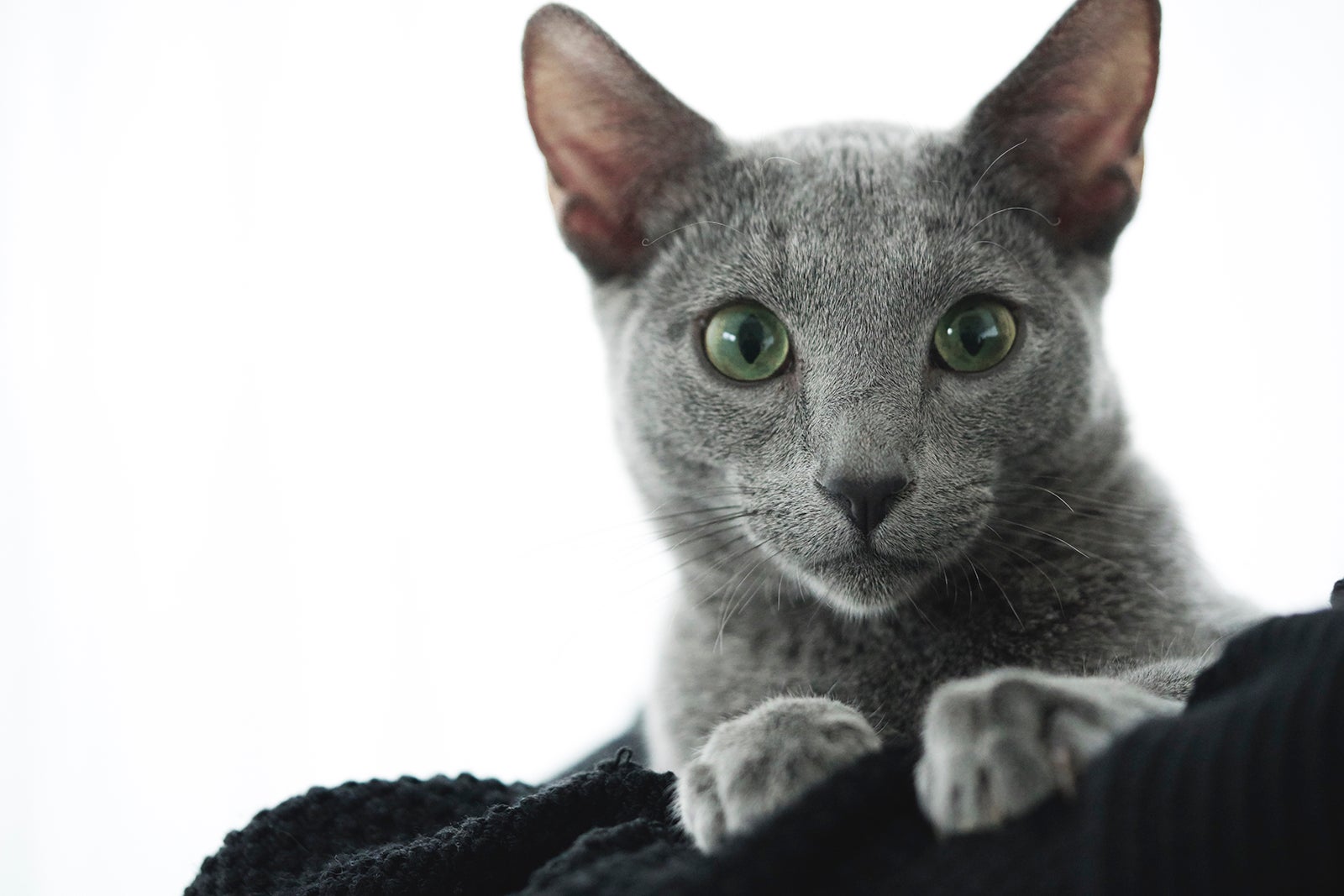 猫の良男（C）2018「猫は抱くもの」製作委員会