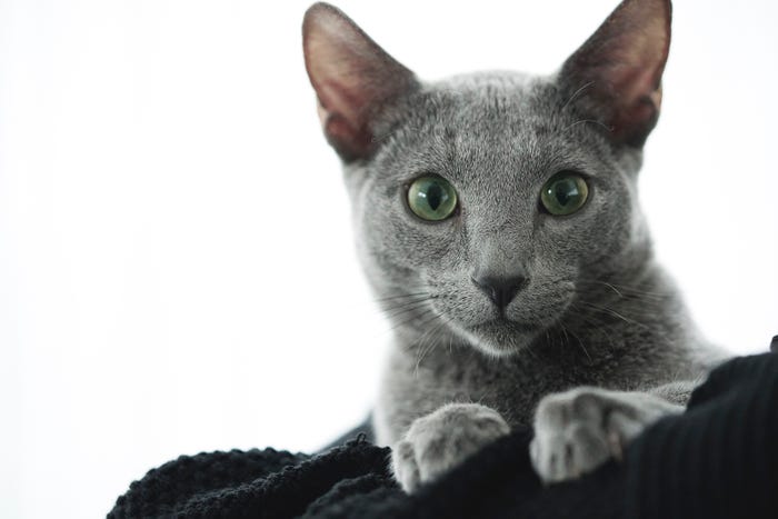 猫の良男(C)2018「猫は抱くもの」製作委員会