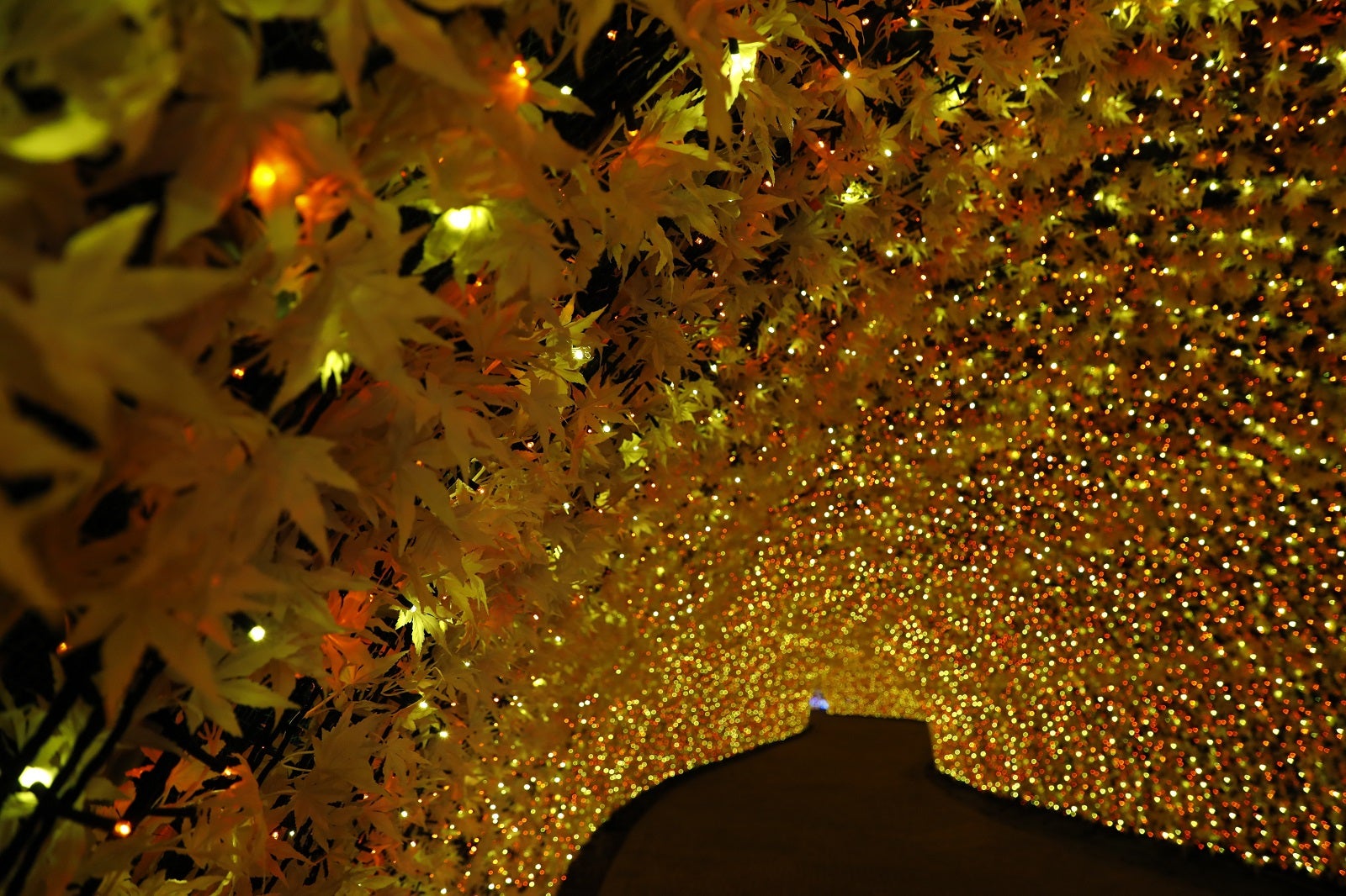 100ｍの光のトンネル「紅葉（もみじ）」の幻想的空間／提供画像