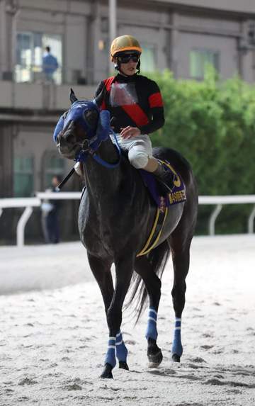 【地方競馬】帝王賞 ディクテオンはコリアC視野へ 荒山師「韓国の連覇を狙いに行くのが濃厚になってきた」