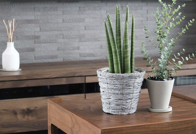 北欧インテリアに合う観葉植物特集 大型 小型までおしゃれに飾れるグリーンは モデルプレス 北欧インテリアに合う観葉植物特集 大型 小型までおしゃれに飾れるグリーンは モデルプレス