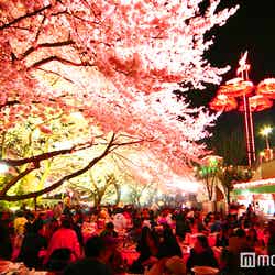 夜は桜をライトアップ／画像提供：としまえん