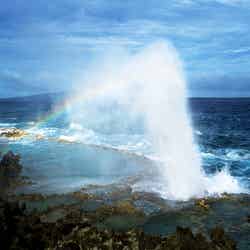 10メートル近くまで達する潮吹きは迫力満点!ブロー・ホール(C)Junji Takasago/MVA