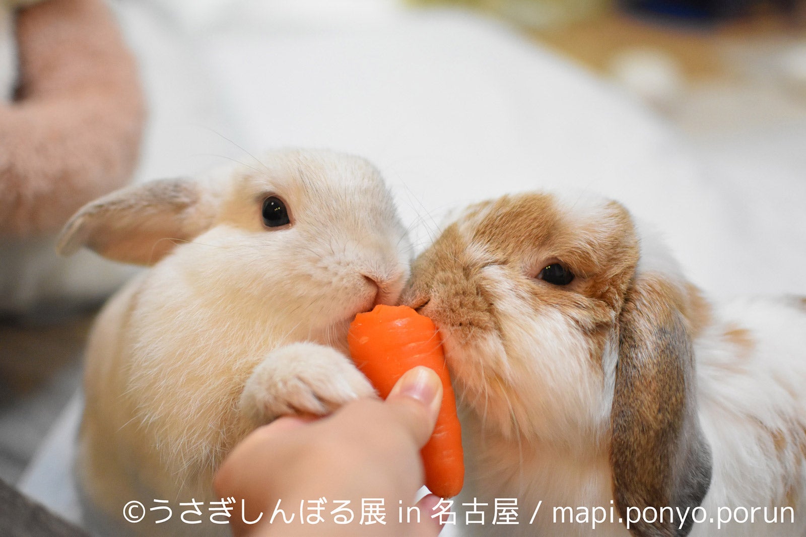「うさぎしんぼる展 in 名古屋」／画像提供：株式会社BACON
