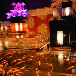 「『ECO EDO 日本橋』ダイナースクラブ アートアクアリウム2013～江戸・金魚の涼～」