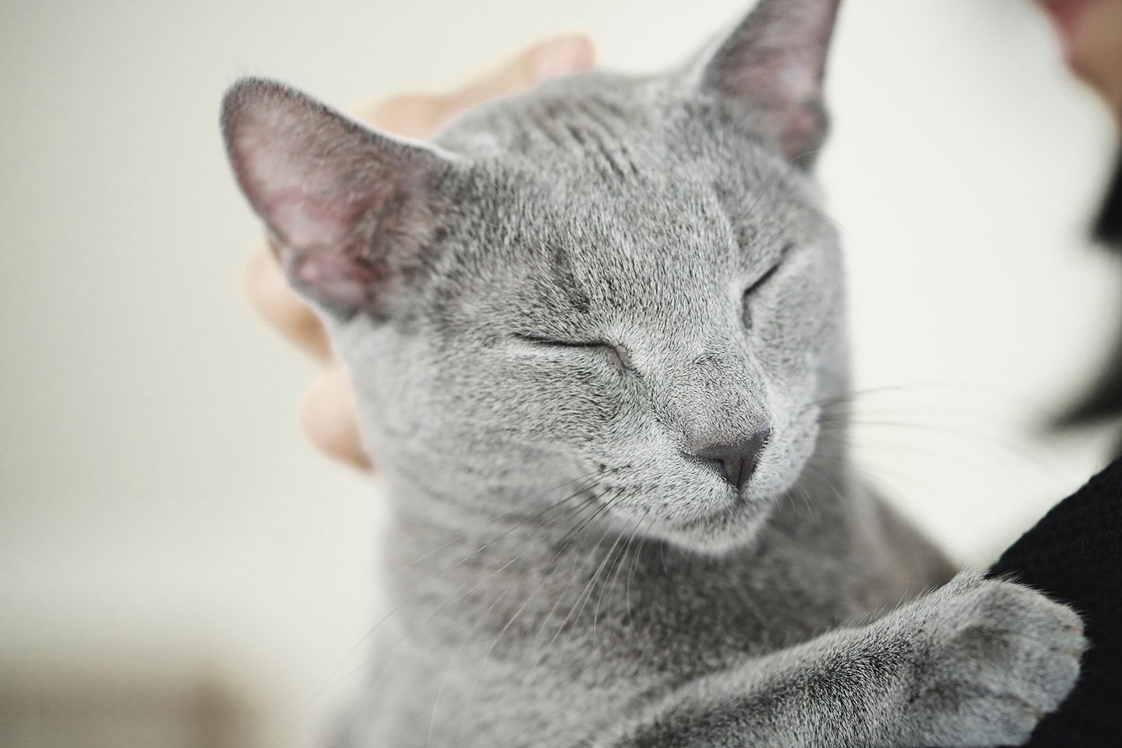 猫の良男（C）2018「猫は抱くもの」製作委員会