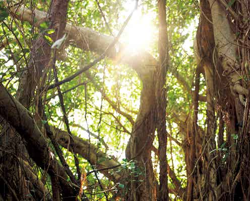 岸明日香、美ボディ艶めく神秘的な姿 写真集「Culmination」発売前重版決定&新カット解禁