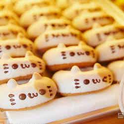 こねこのミケ/画像提供:イクミママ