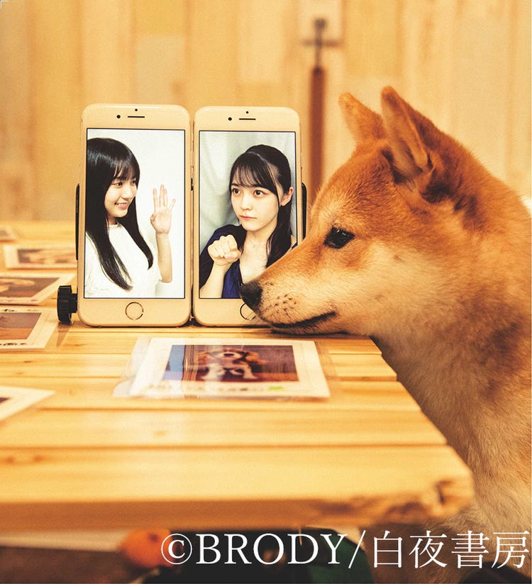 画像1 4 乃木坂46賀喜遥香 柴田柚菜 犬と飼い主 に 相思相愛の想い語る モデルプレス