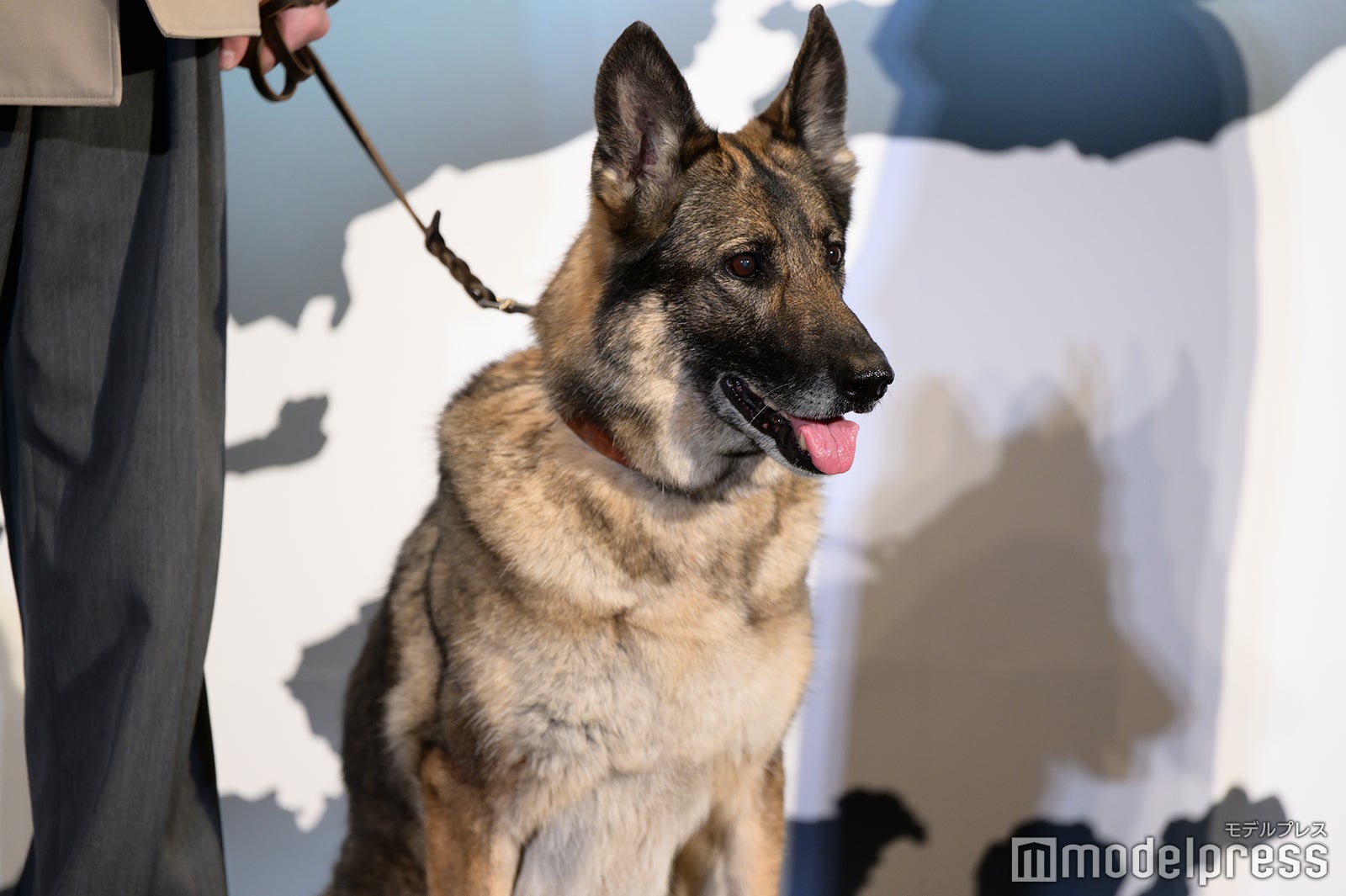 さくら（C）モデルプレス