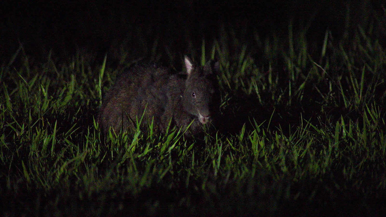 アマミノクロウサギ（C）NHK