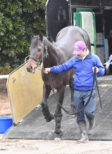 【有馬記念】ミュージアムマイル 嘉堂祐也助手が秋盾以上と自信「気合が入っている」