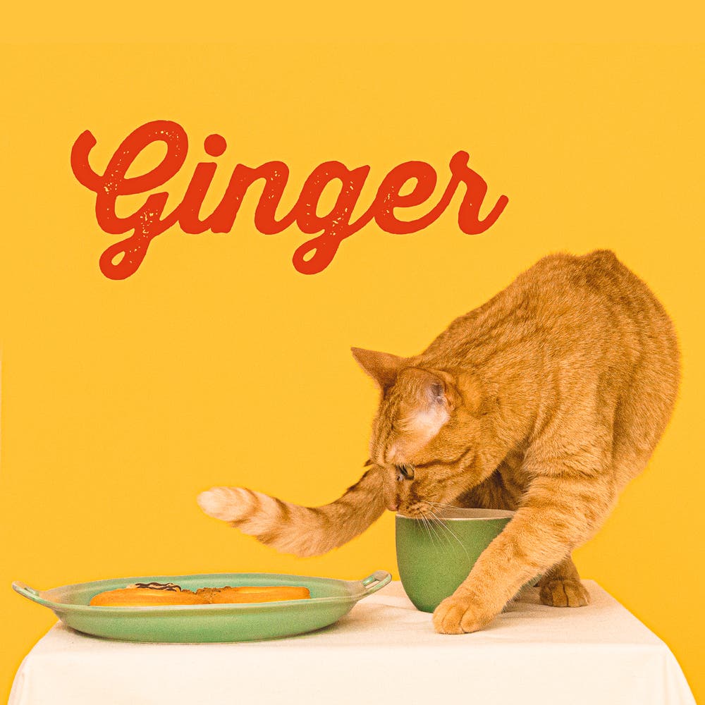 「Ginger」(提供写真)