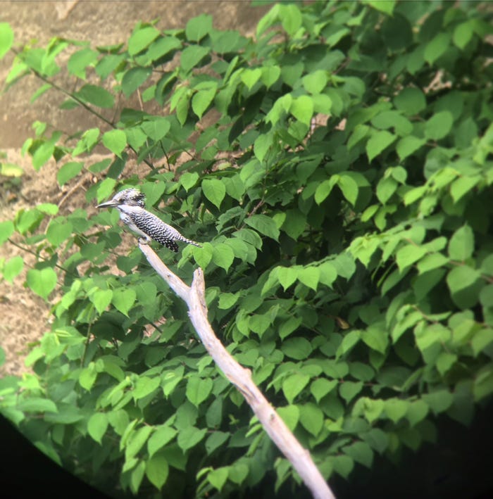 バードウォッチングが好きなので、ヤマセミを探しに行きました。(提供写真)