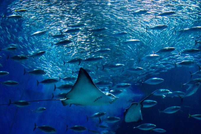 イルカを眺めながら過ごせるカフェも 年絶対行きたいおすすめ水族館 女子旅プレス