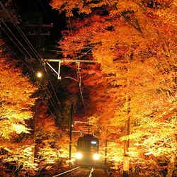 250メートル続く「もみじのトンネル」