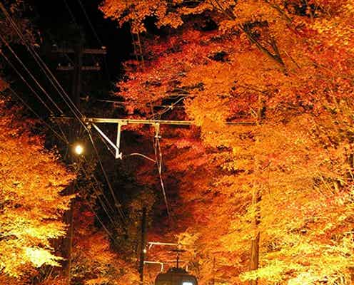 京都でノスタルジックな紅葉ライトアップスタート
