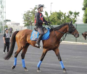 札幌記念10着のホウオウビスケッツは毎日王冠か富士Sを予定