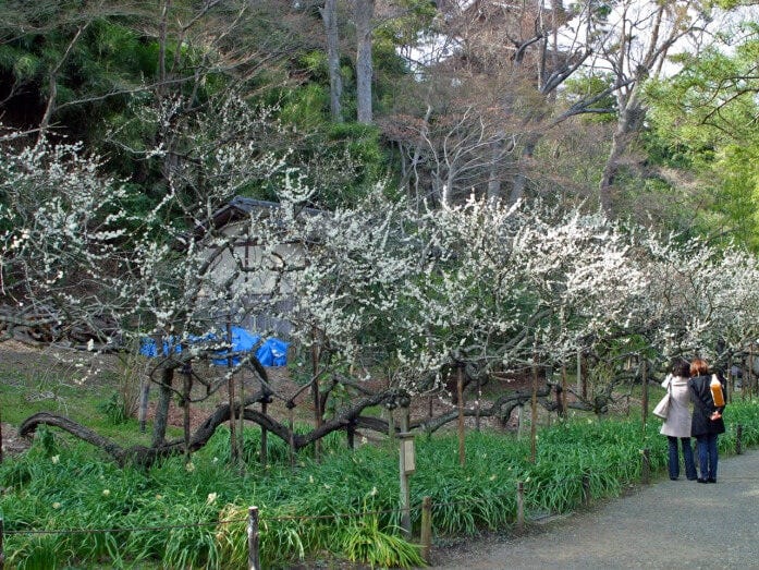 臥竜梅(がりょうばい)は、竜が地を這うような樹形をしています。画家 下村観山が、屏風画「弱法師(よろぼし)」(東京国立博物館所蔵)を描く際に、モデルにしたことで知られています