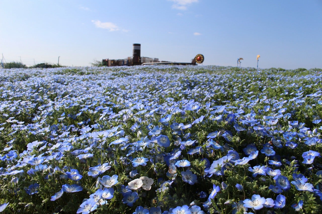 ネモフィラの海に感動！横須賀「ソレイユの丘」で満開に、海や空と溶け合う青の世界／画像提供：ソレイユの丘